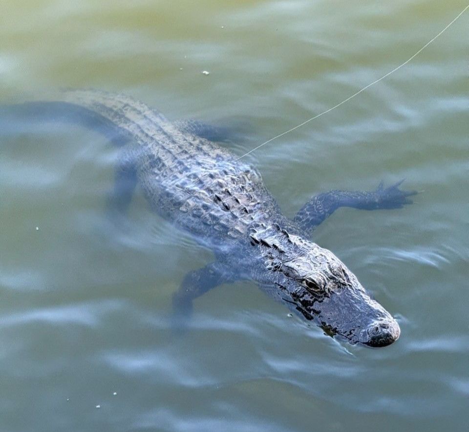 An alligator is swimming in the water with a fishing line in its mouth.