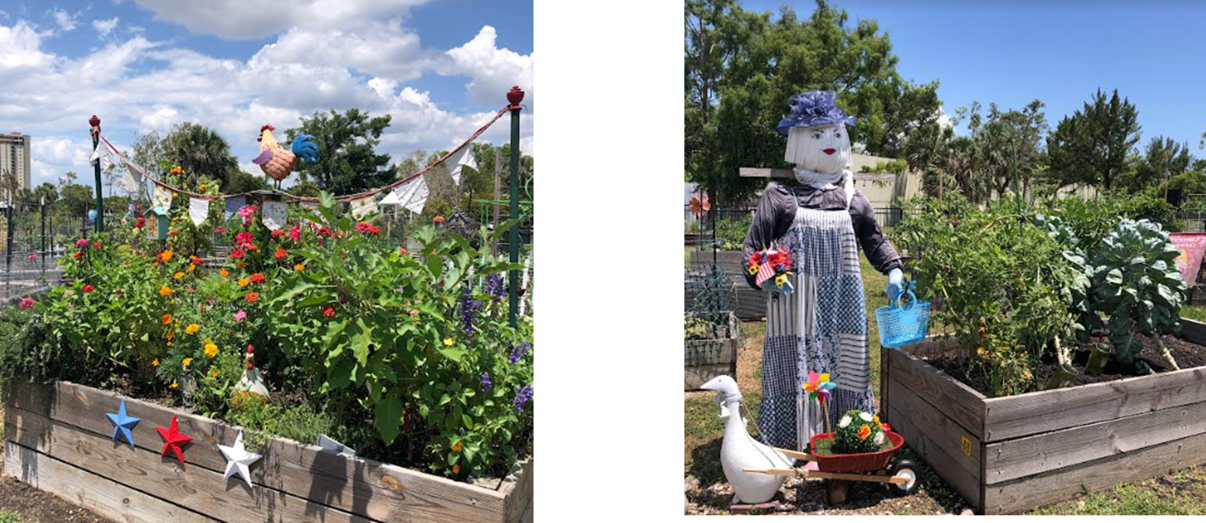 Two pictures of a garden with a scarecrow and a duck.