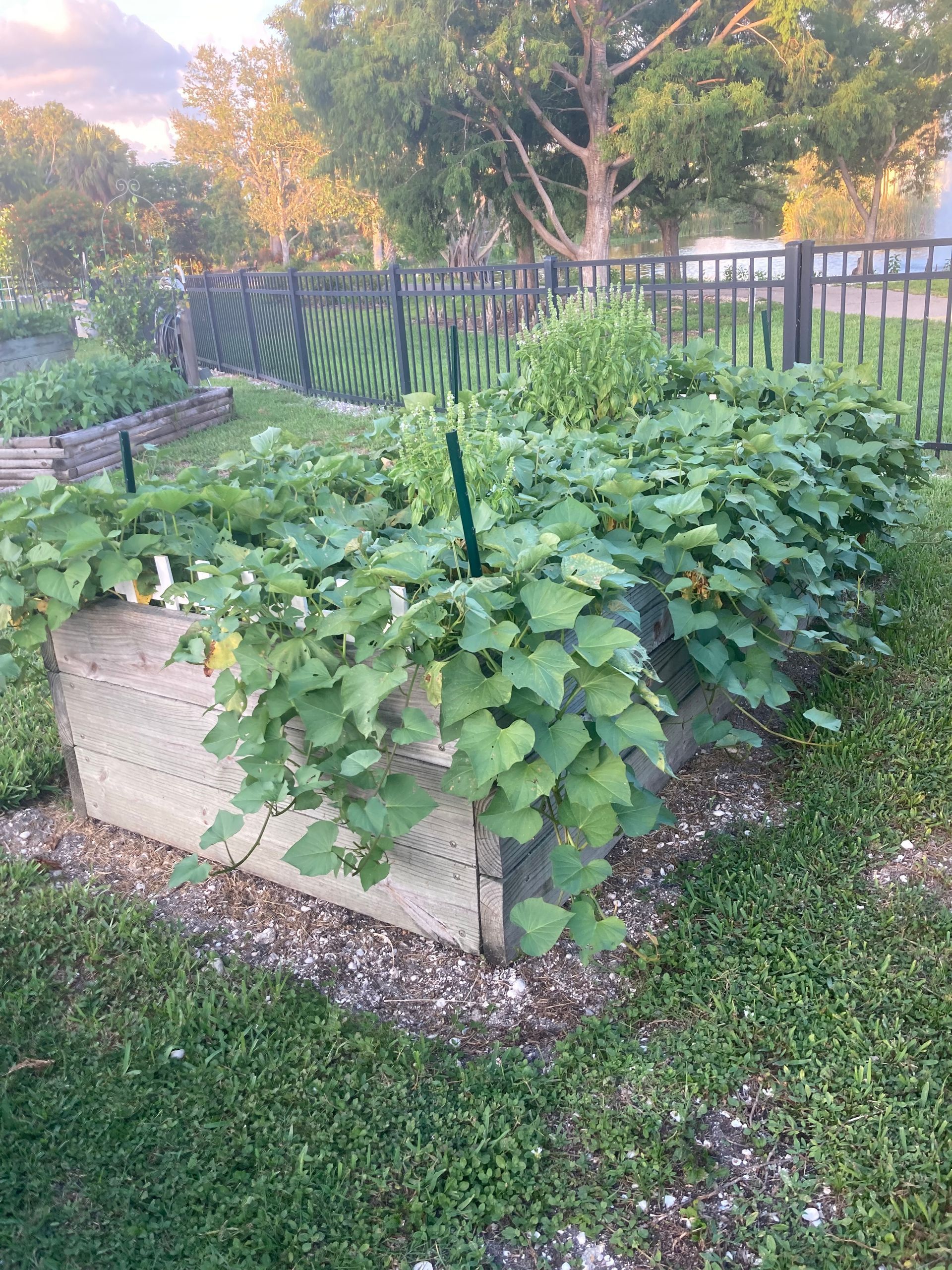 A garden with lots of plants and a fence in the background.