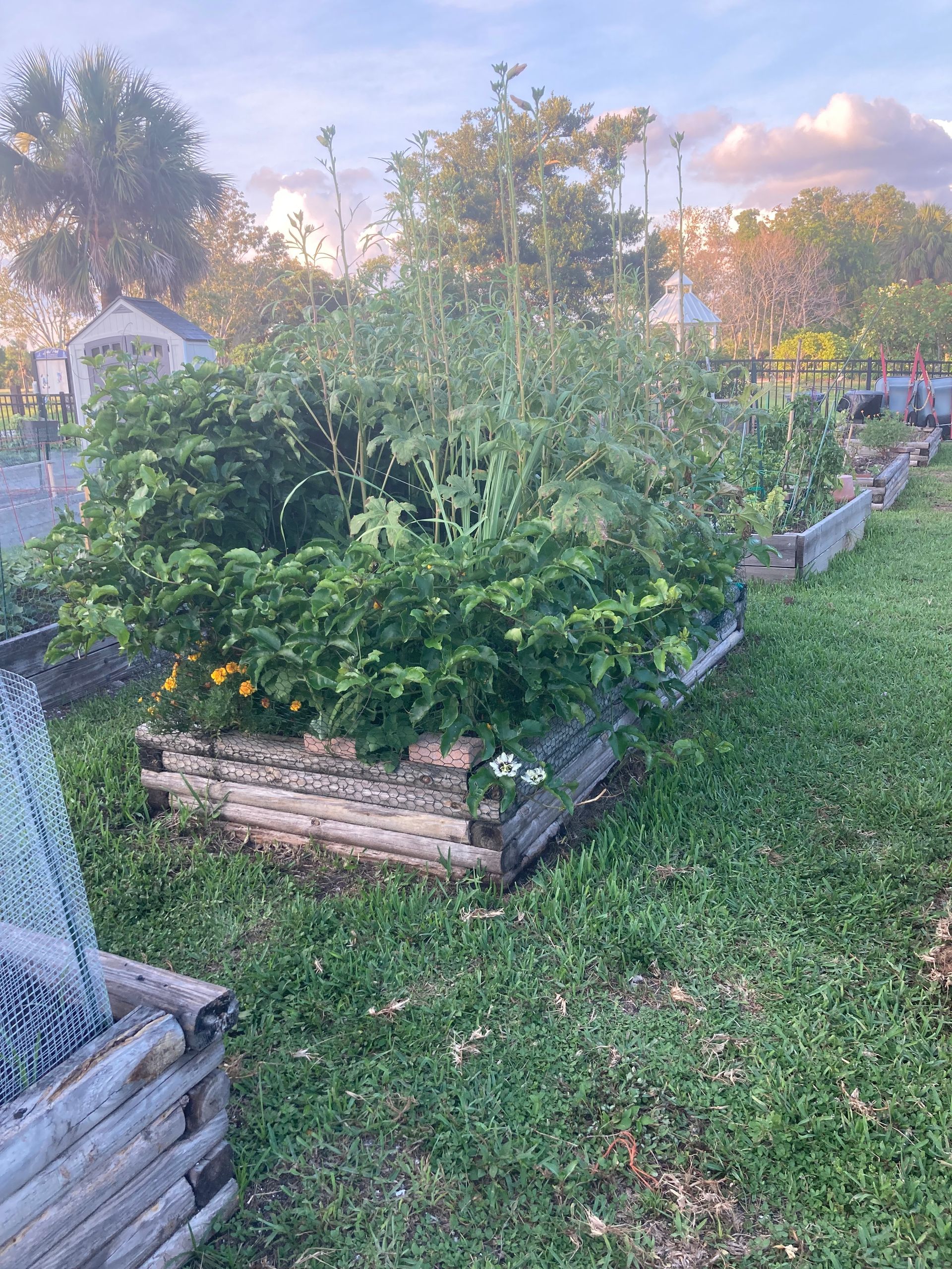 A garden filled with lots of plants and flowers.