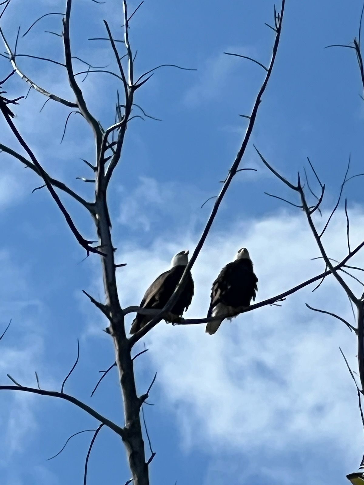 Two birds perched on a tree branch against a blue sky