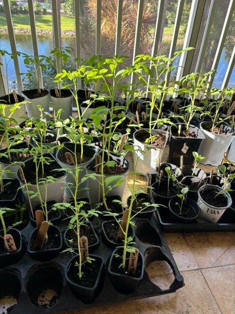A bunch of potted plants are sitting on a tray on a balcony.