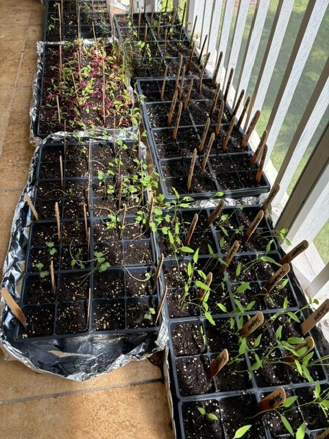 A bunch of potted plants are sitting on a balcony.
