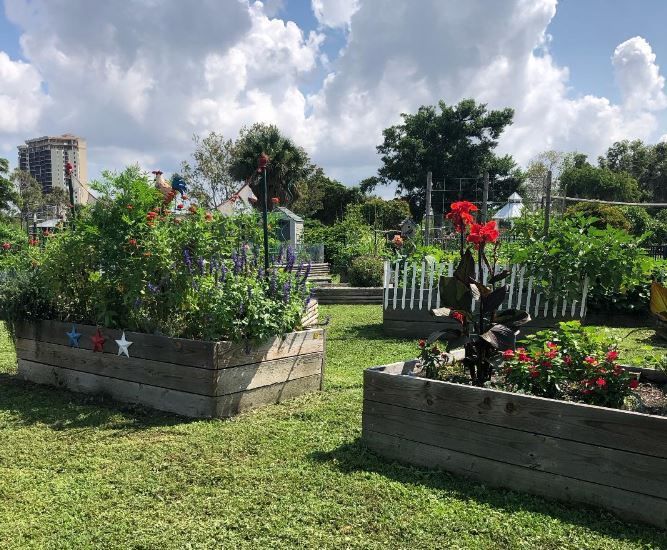 A garden filled with lots of plants and flowers on a sunny day.
