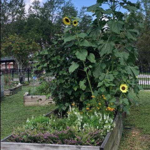 Two sunflowers are growing in a wooden planter