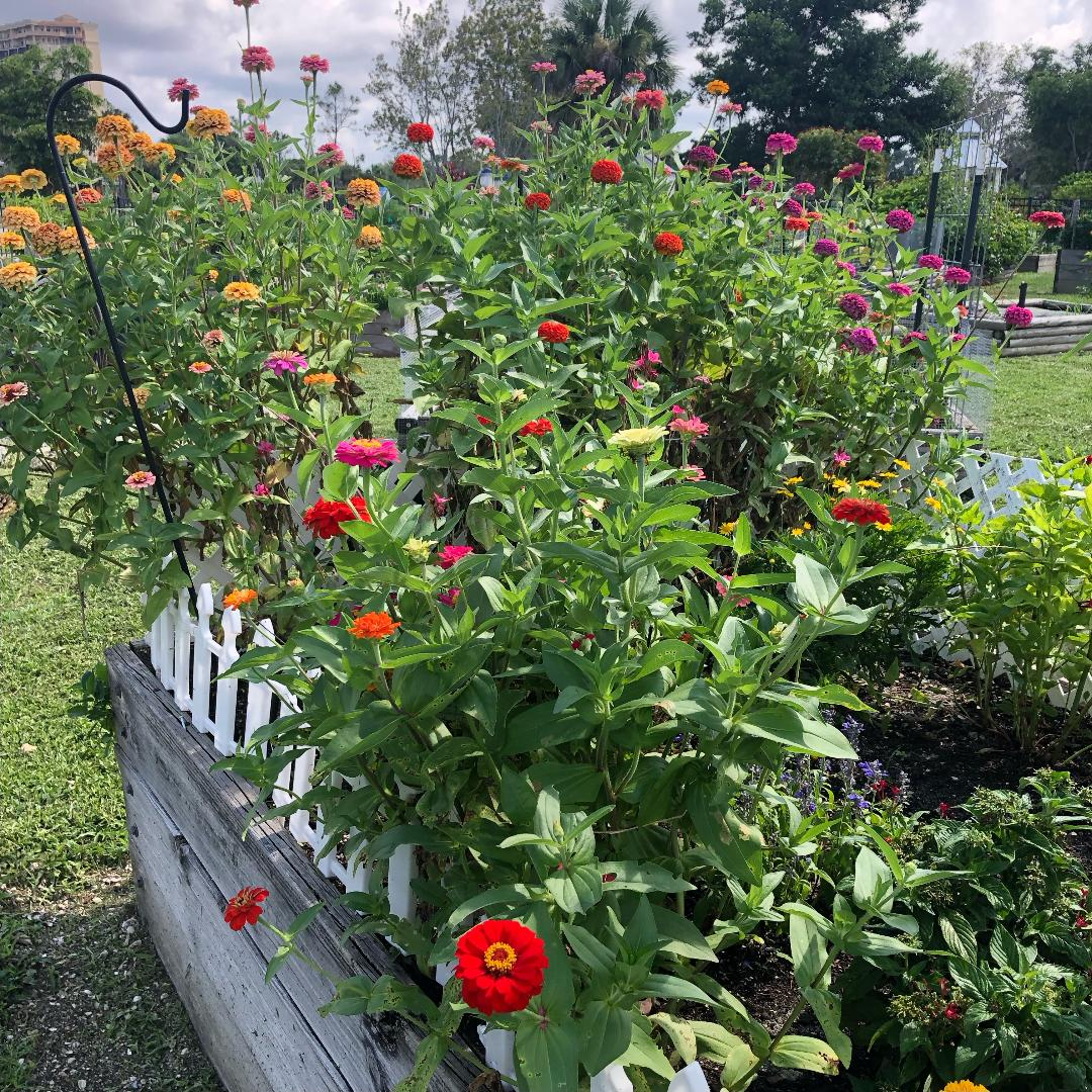 A bunch of flowers are growing in a garden next to a white fence.