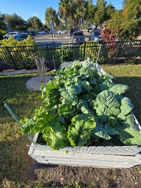 Raised garden bed overflowing with leafy green vegetables; outdoors, sunny.