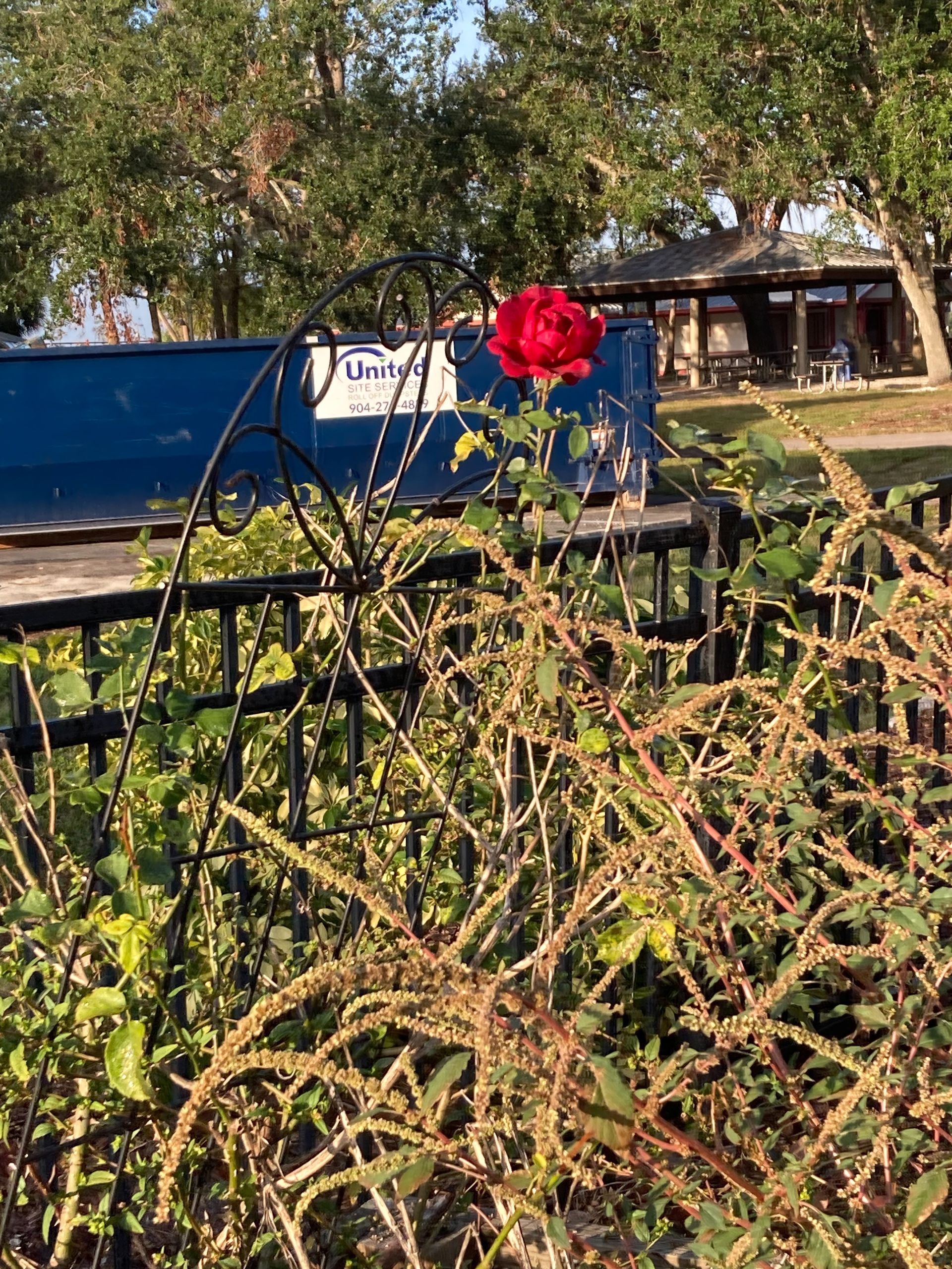 A red rose is growing in front of a fence in a park.