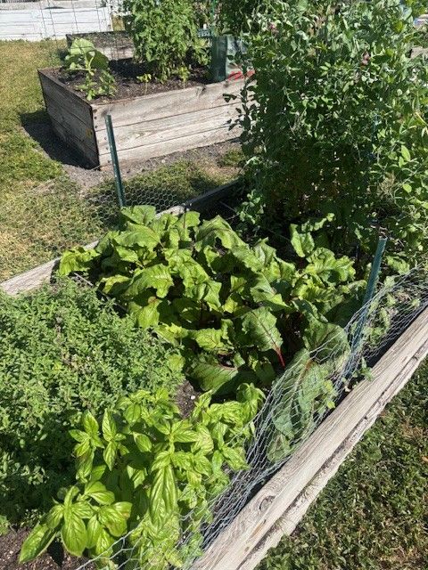 Raised garden bed with lush green plants, including basil and beet greens, in a sunny outdoor setting.