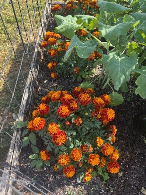 Orange and red marigolds bloom in a garden bed, next to green leafy plants and a wire fence.