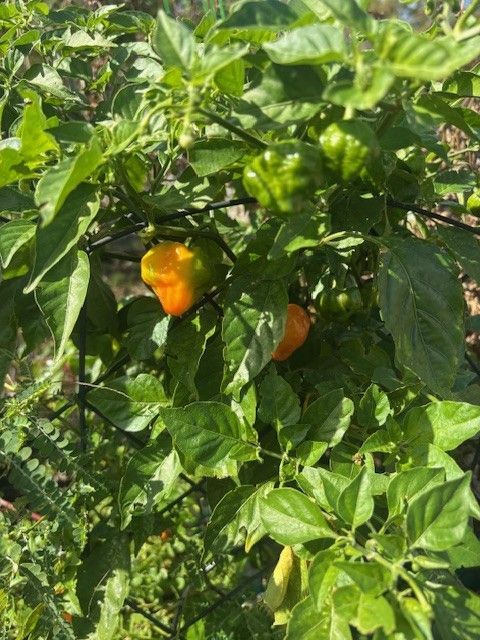 Pepper plant with green and orange peppers, surrounded by green foliage.