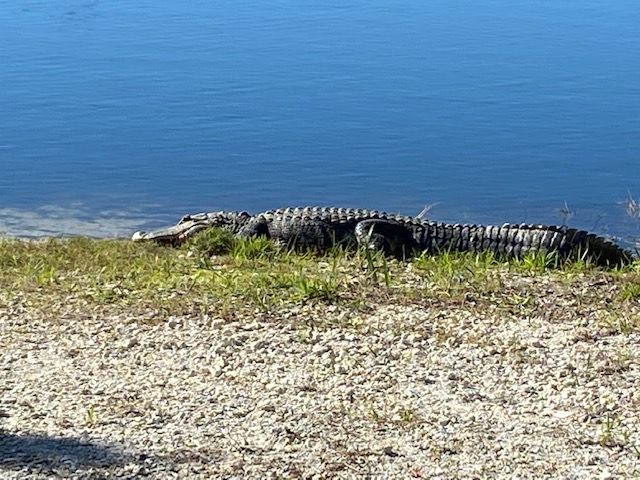 A large alligator is laying on the shore of a lake.