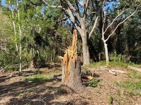 A tree stump in the middle of a forest.
