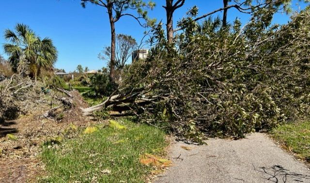 A pile of fallen trees on the side of a road.