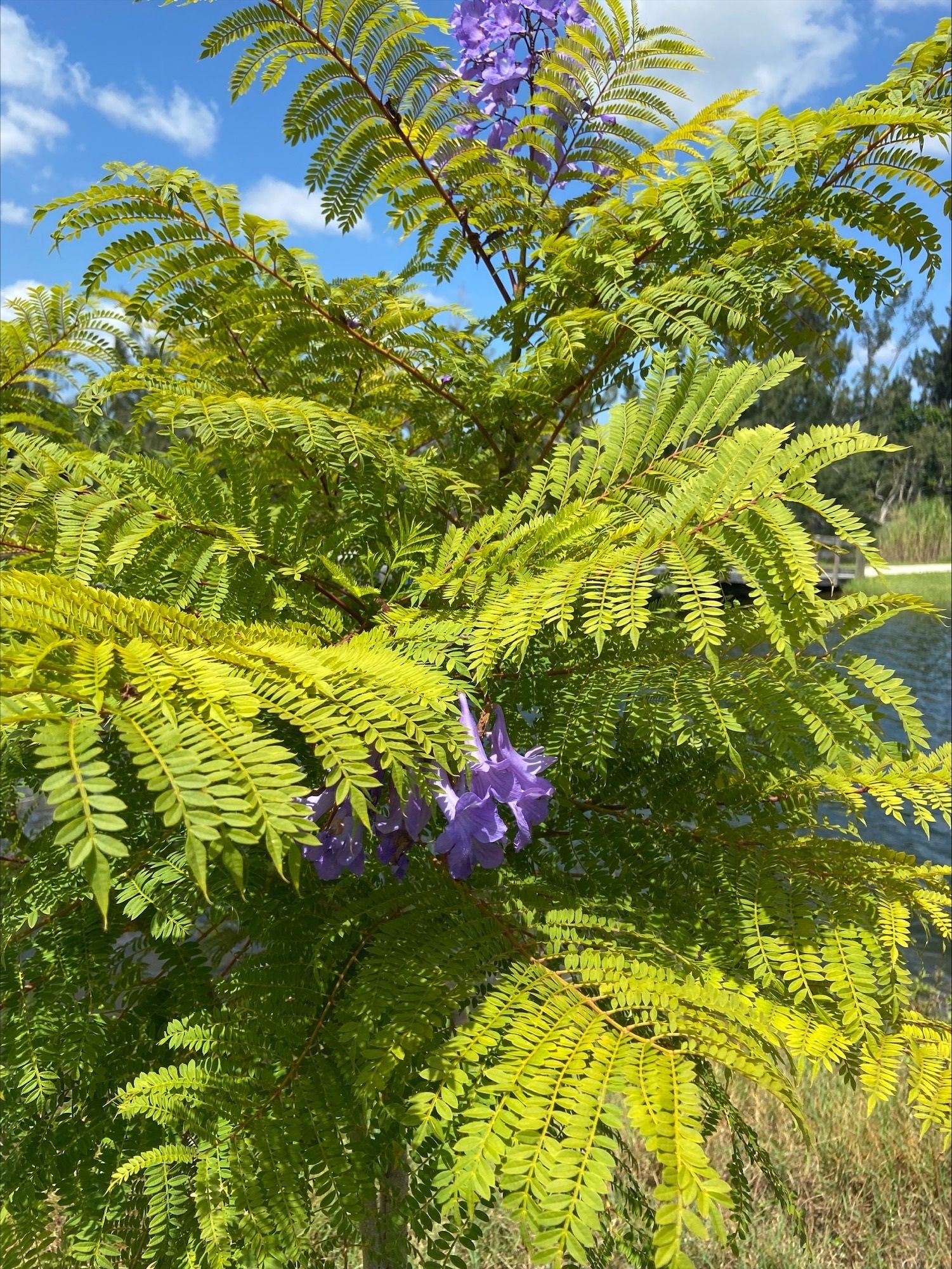A tree with purple flowers and green leaves