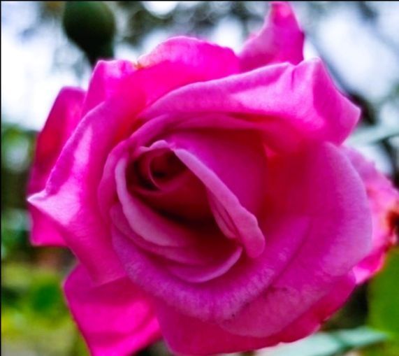 A close up of a pink rose with a green background