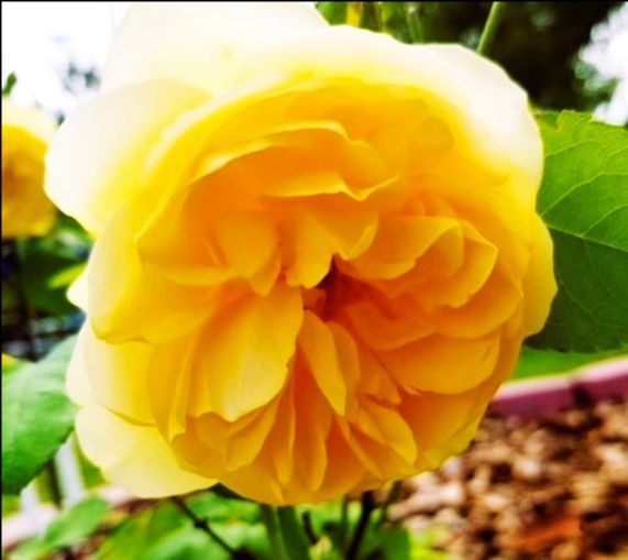 A close up of a yellow flower with green leaves