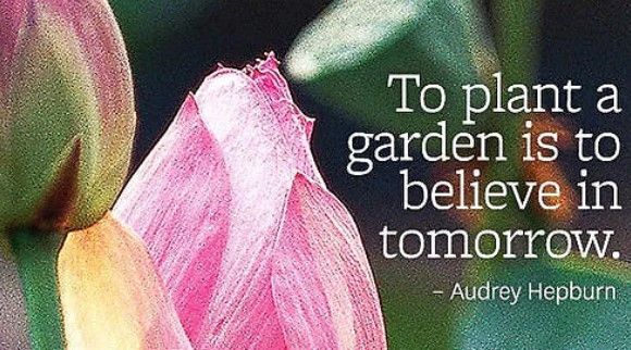 A quote by audrey hepburn says to plant a garden is to believe in tomorrow.