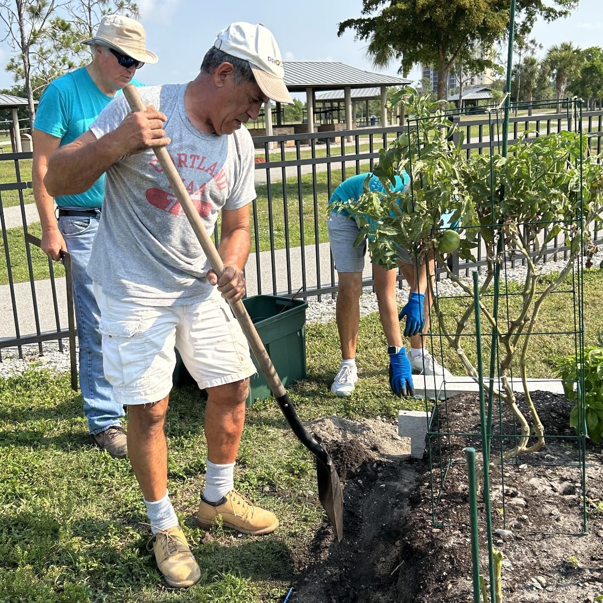 A man is digging in the dirt with a shovel in a garden.