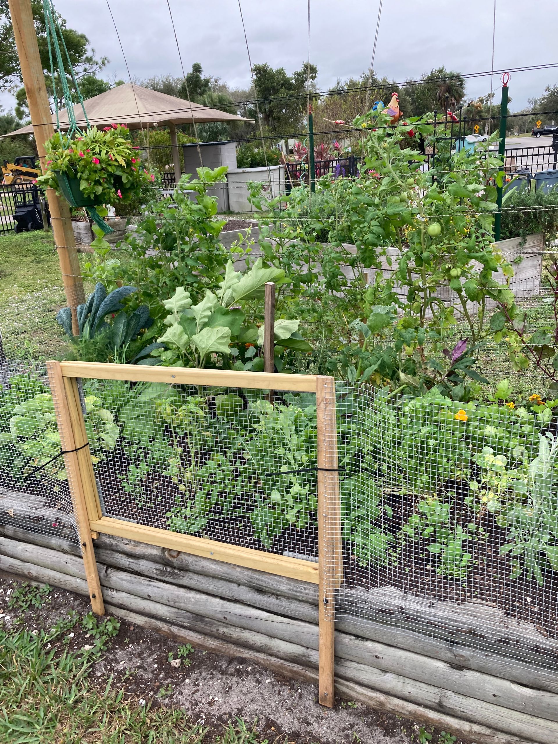 A garden with lots of plants and a wooden frame in the middle.