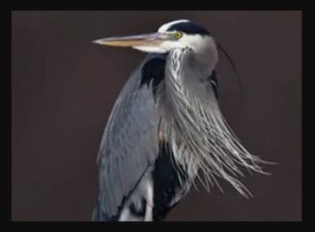 A close up of a bird with a long neck