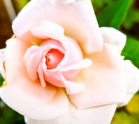 A close up of a white rose with a pink center