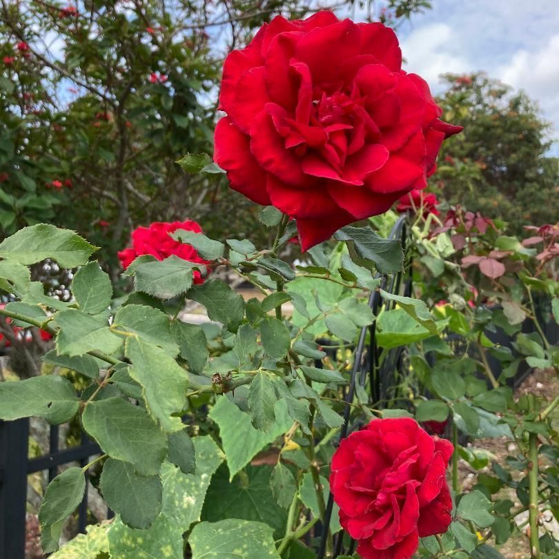 A bunch of red roses are growing on a bush
