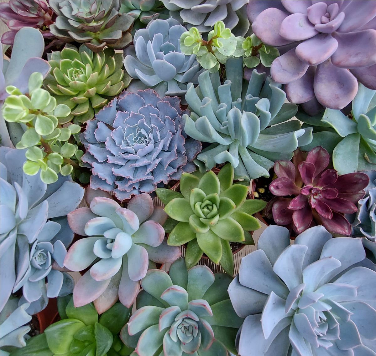 A bunch of different colored succulents in a pot