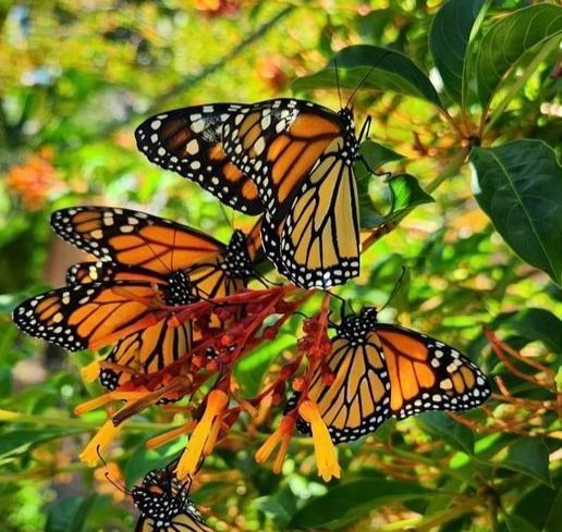 A bunch of butterflies are sitting on a flower