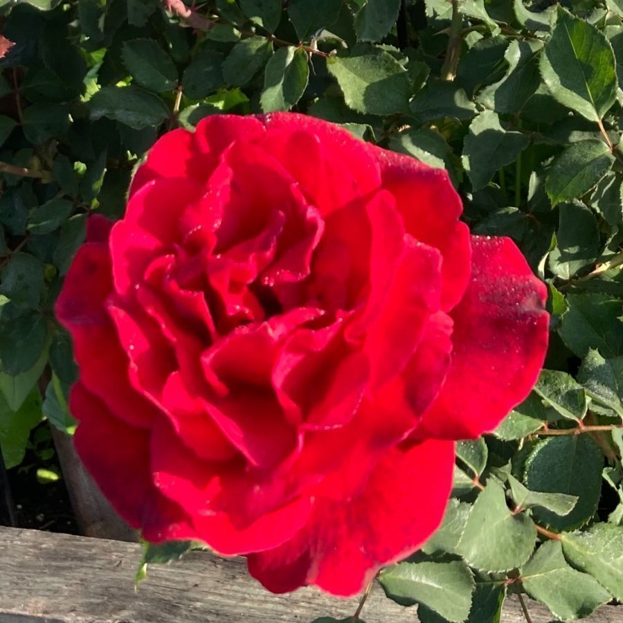 A large red rose is surrounded by green leaves