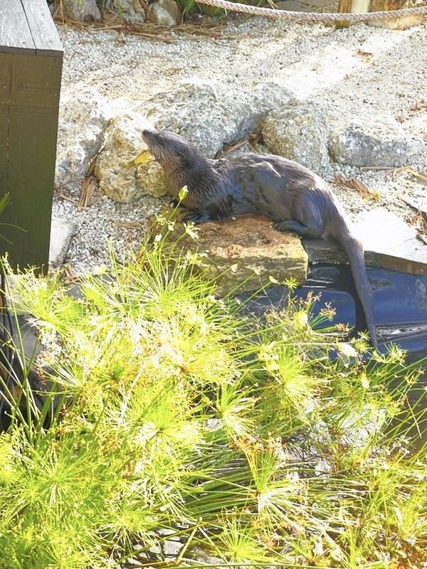 A lizard is laying on a rock next to a pond.