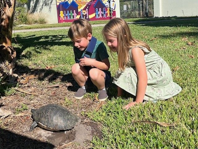 A boy and a girl are looking at a turtle in the grass.
