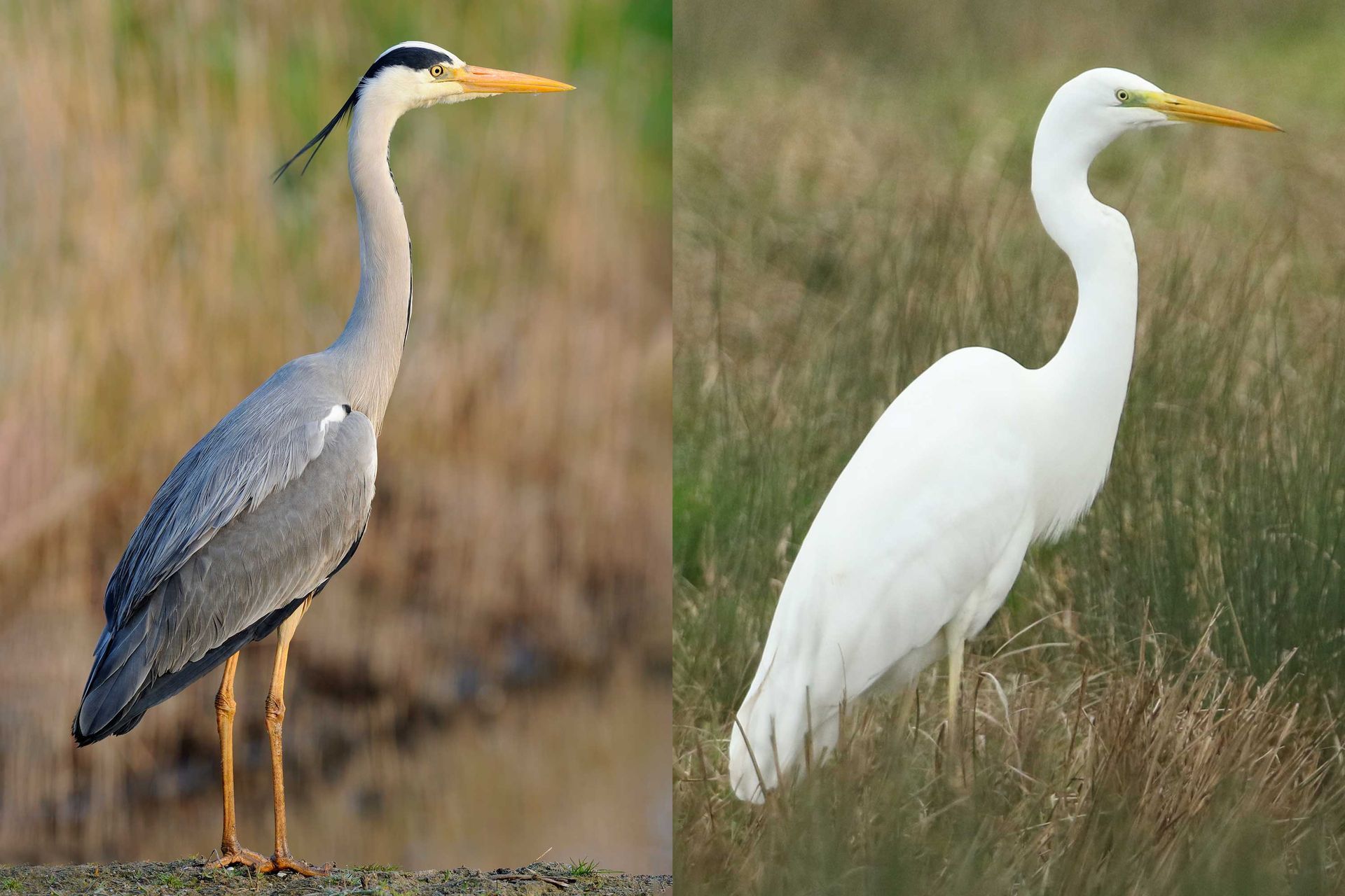 A gray bird and a white bird are standing next to each other