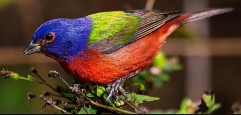 A colorful bird is perched on a branch.