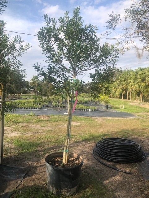 A large potted tree is sitting in a field next to a hose.
