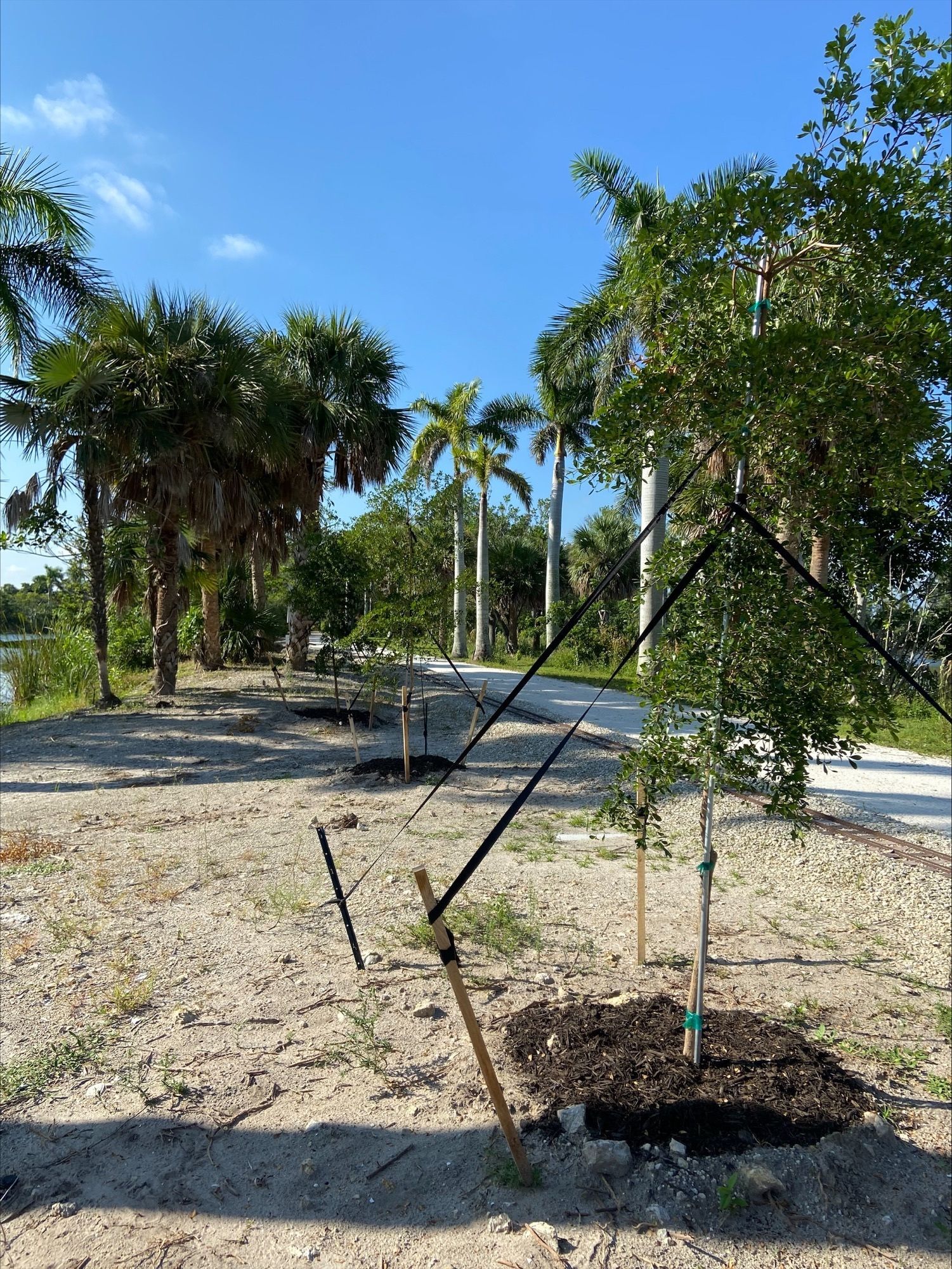 A tree is sitting in the middle of a dirt field with palm trees in the background.
