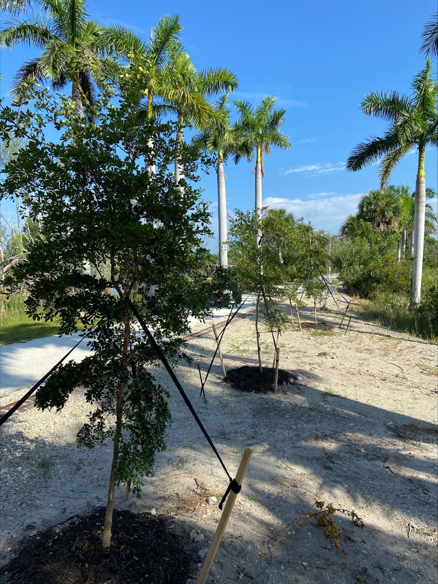 A tree is sitting in the middle of a dirt field with palm trees in the background.