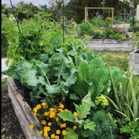 A garden filled with lots of plants and flowers