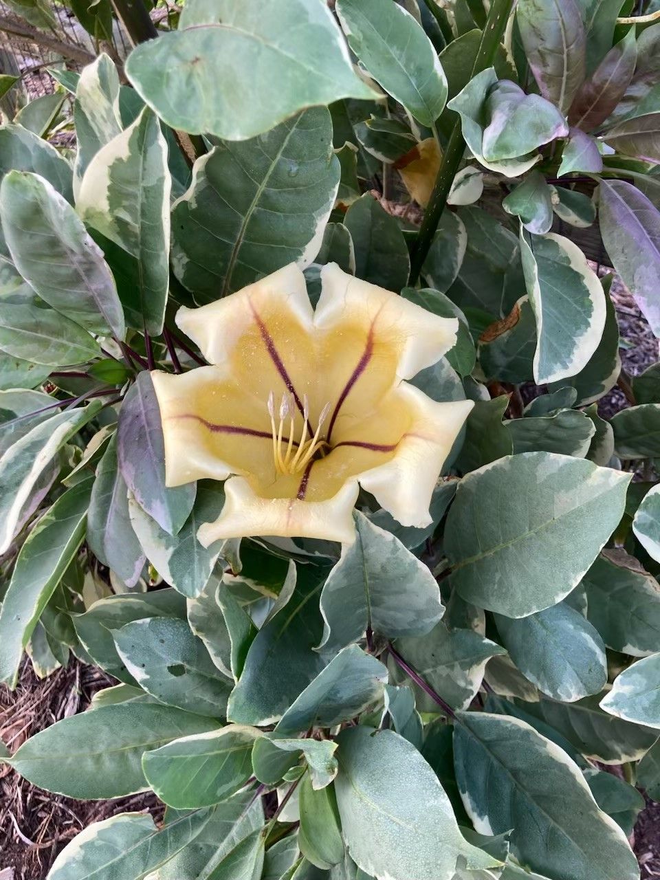 A yellow flower is surrounded by green leaves on a plant.