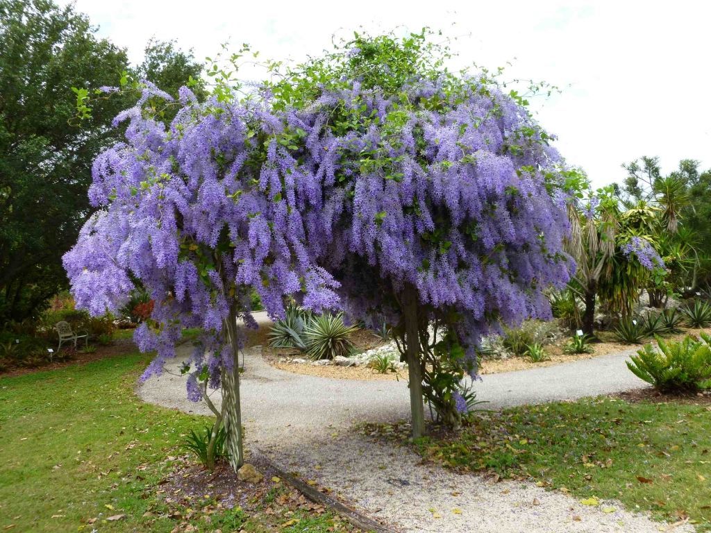 A tree with purple flowers is in the middle of a park.