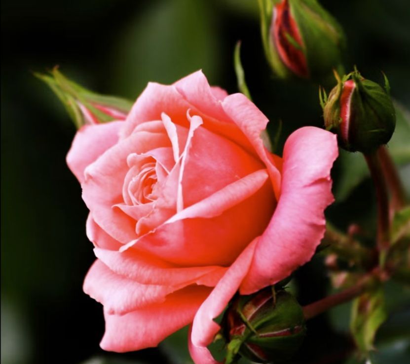 Pink rose in full bloom, surrounded by green buds and leaves.