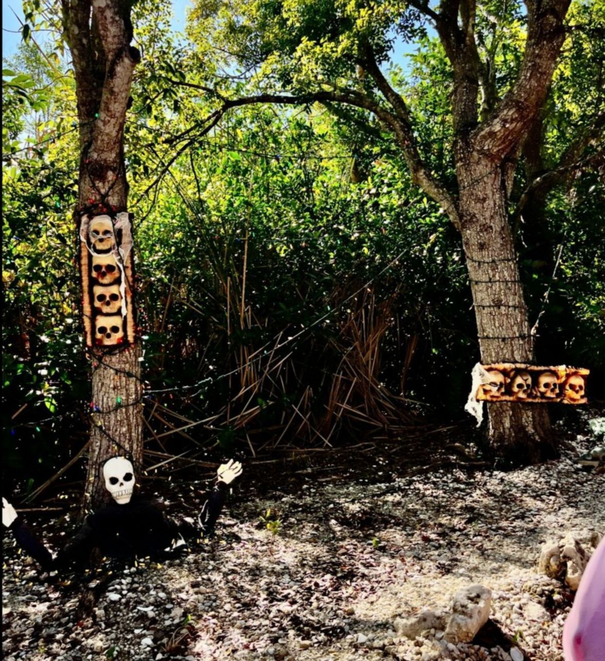 Halloween decorations: a skeleton, skulls on trees, in a wooded outdoor setting.