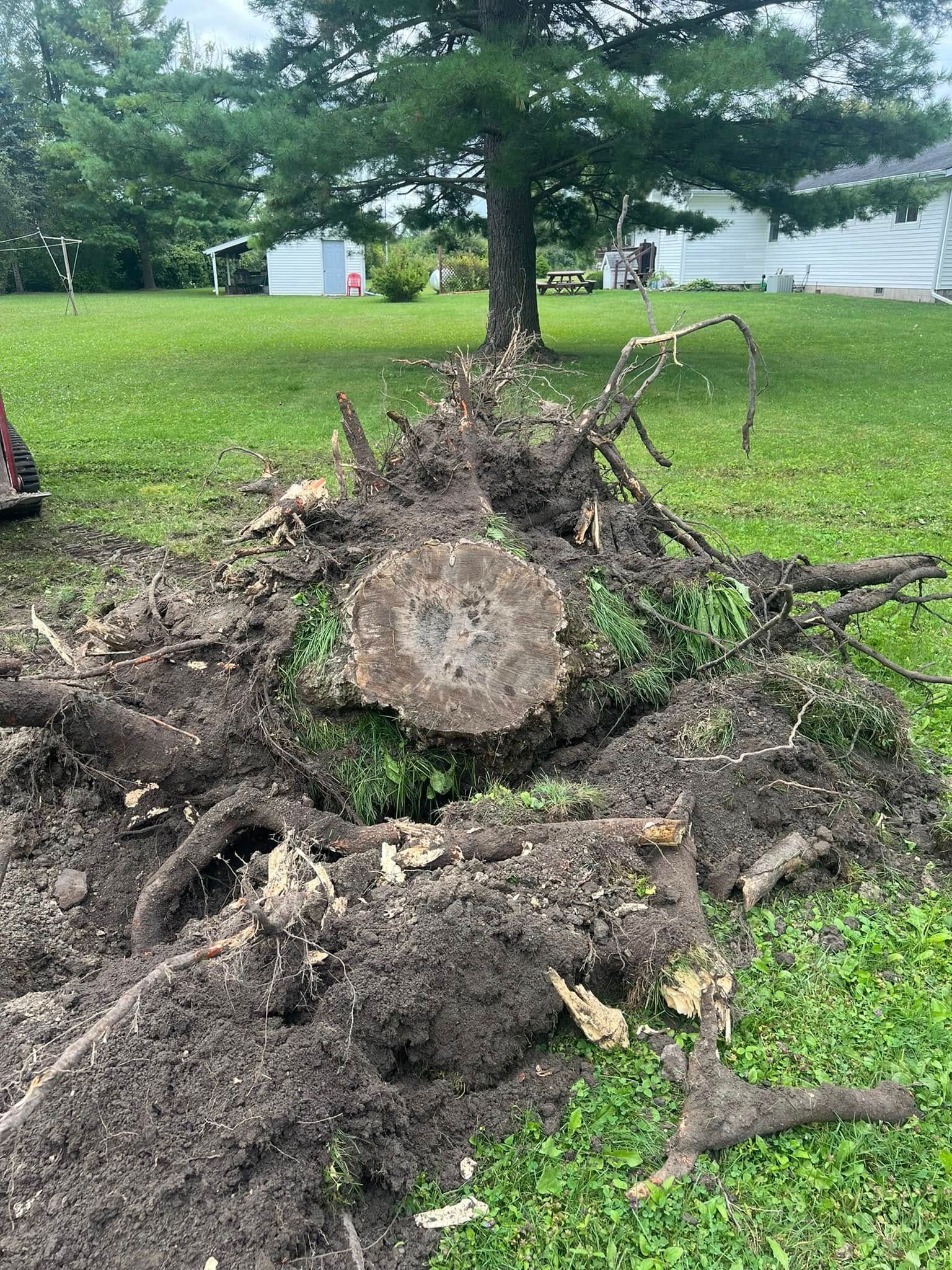 Tree stump surrounded by dirt and roots on a green lawn with a house in the background.