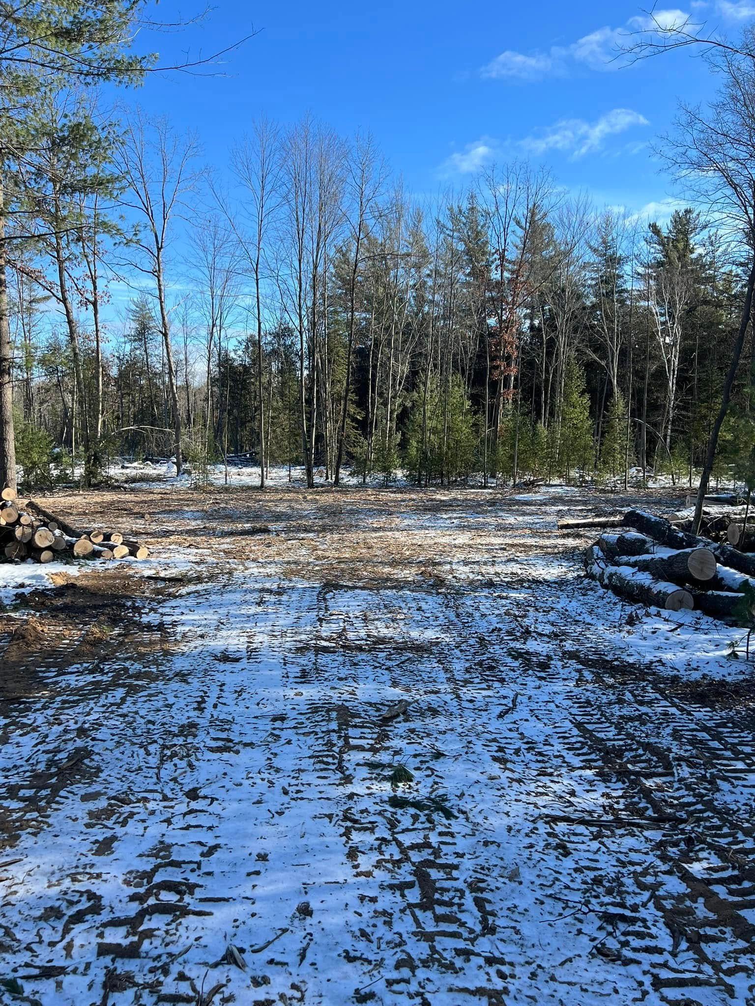 Snowy clearing in a forest with cut logs and tall trees under a blue sky.