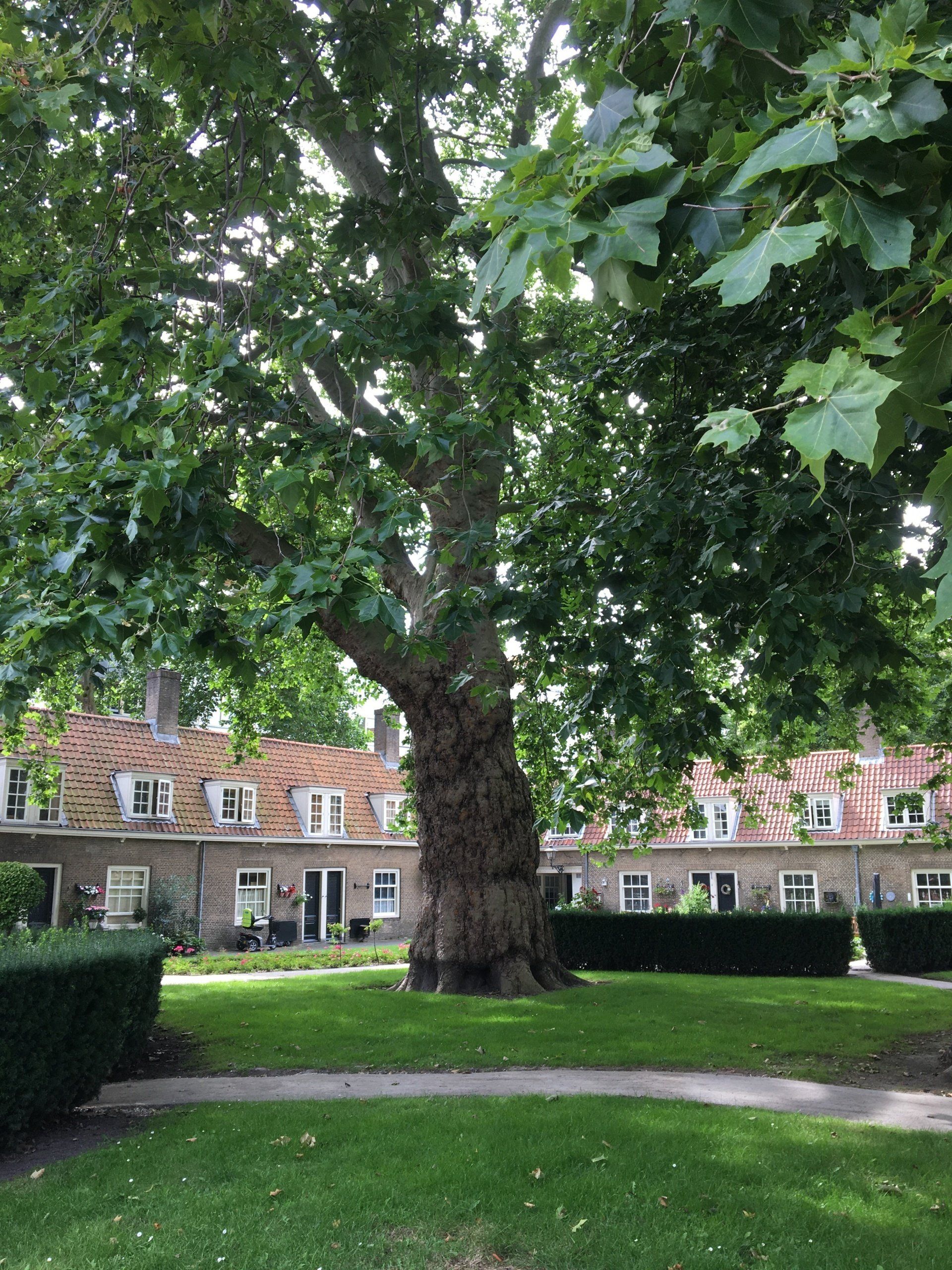 Een grote boom in een parkachtige omgeving, met op de achtergrond kleine bakstenen huisjes en groene gazons.