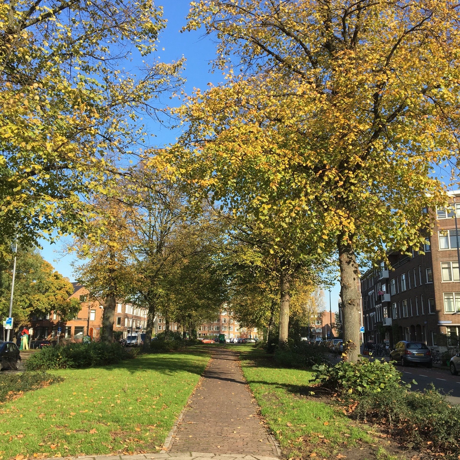 Een pad door een met bomen omzoomde straat met herfstbladeren en gebouwen op de achtergrond.