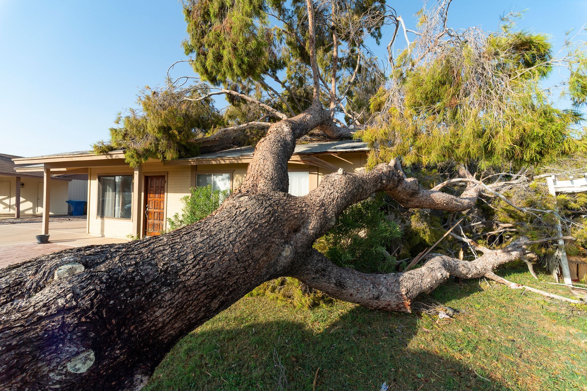 A tree fallen over a house
