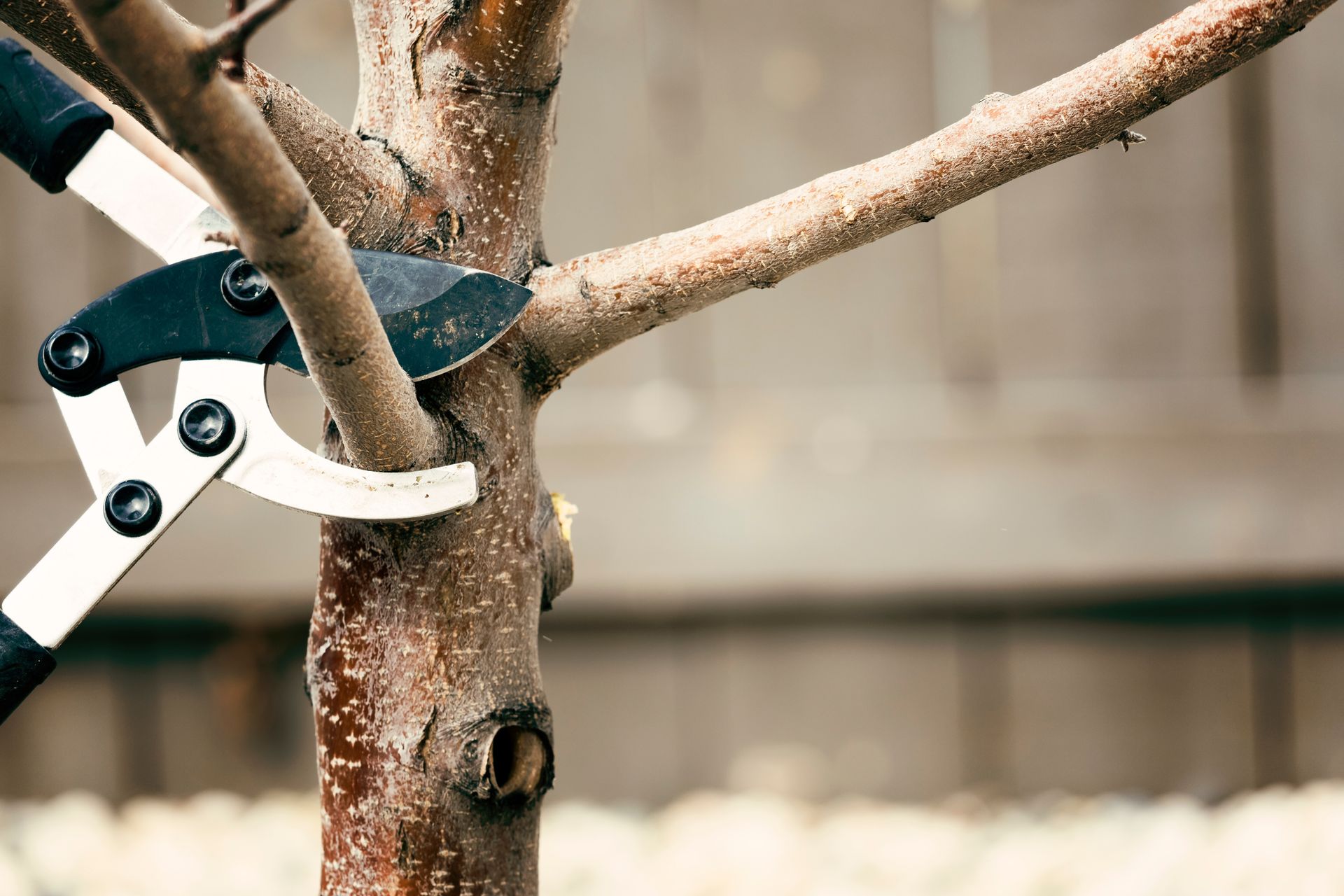 Pruning shears cutting a thick tree branch at the trunk.