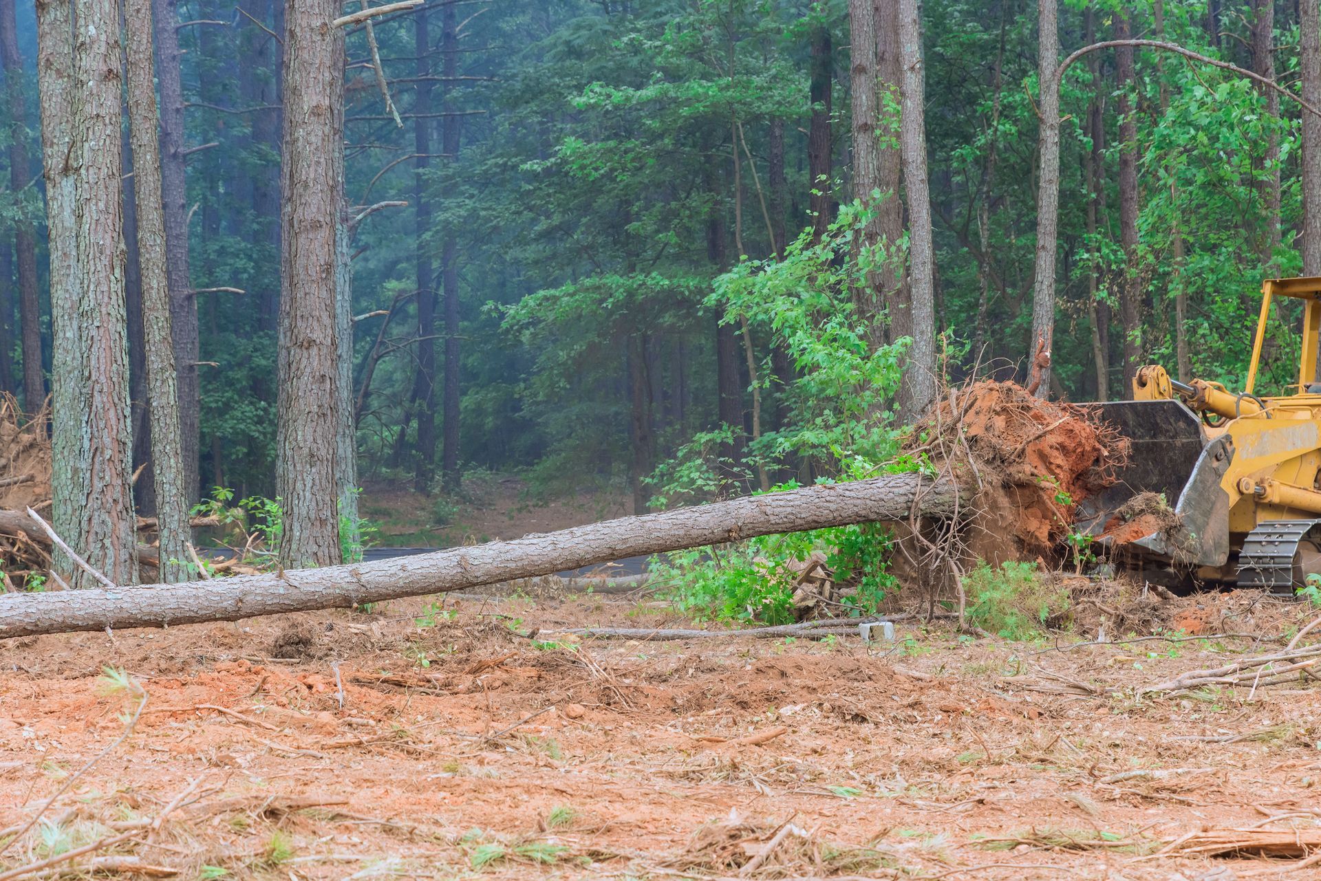 Tractor skid steers from Double D Tree Service taking care of a tree removal in Yelm, WA