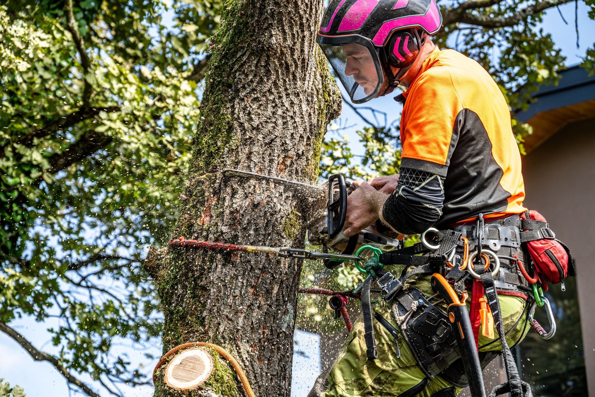 A logger wearing protective workwear uses a chainsaw to fell an oak tree.